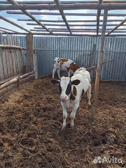 Бычок и тёлочка