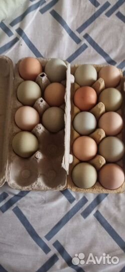 И/я кур русской хохлатой и мускусной утки