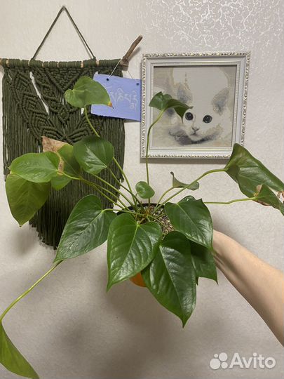 Комнатные цветы пилея