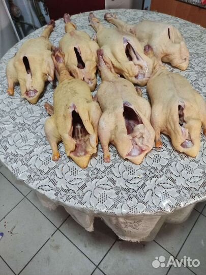 Мясо утки