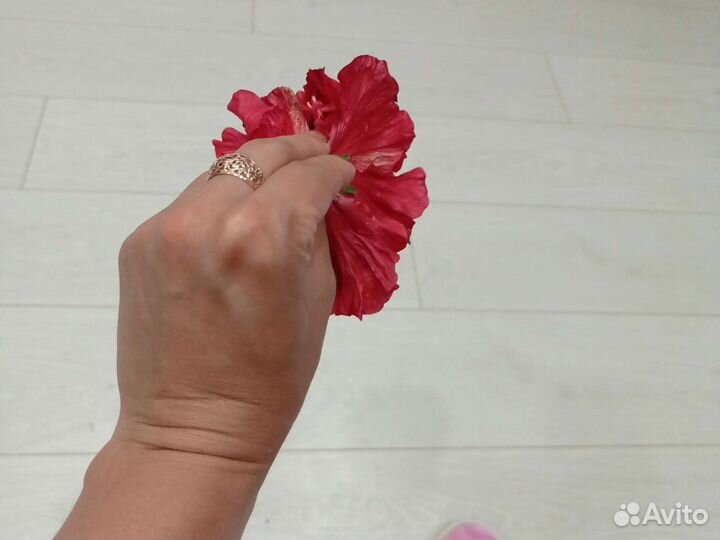 Цветущий гибискус (китайская роза)