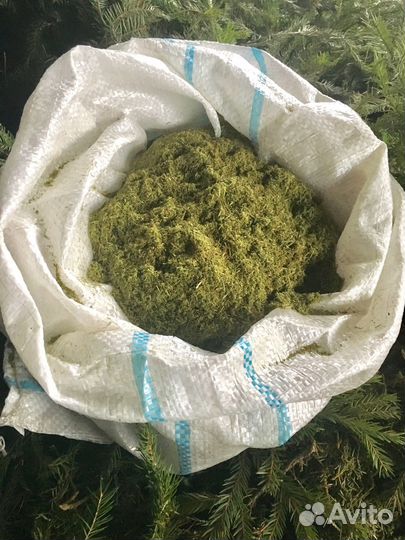 Хвойная мука