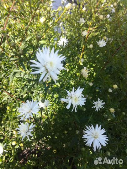 Многолетники садовые