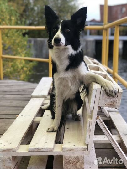 Бордер-колли