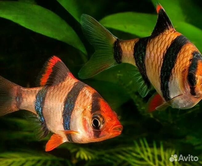 Аквариумные рыбки