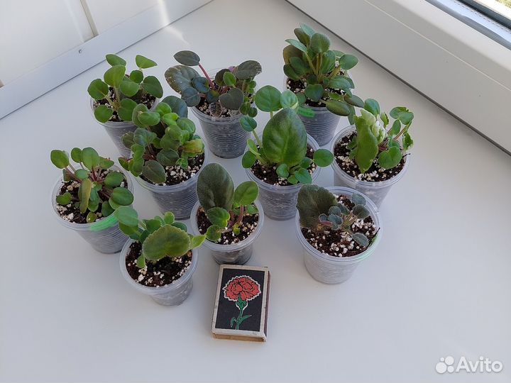 Миниатюрные фиалки и трейлеры