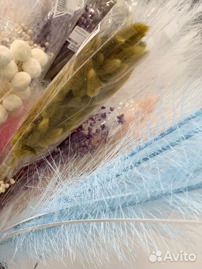 Сухоцветы для декора