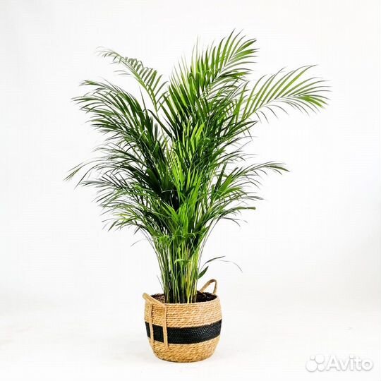 Пальма Арека Дипсис, семена