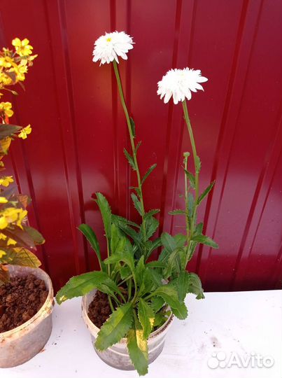 Вербейник пурпурный и нивяник