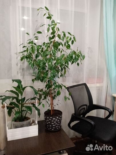 Цветы разные. Фикус 140см от горшка