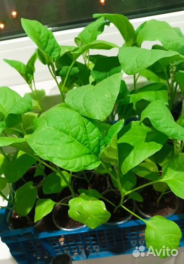 Рассада баклажан