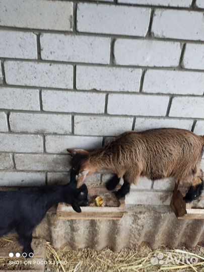 Камерунские козлята