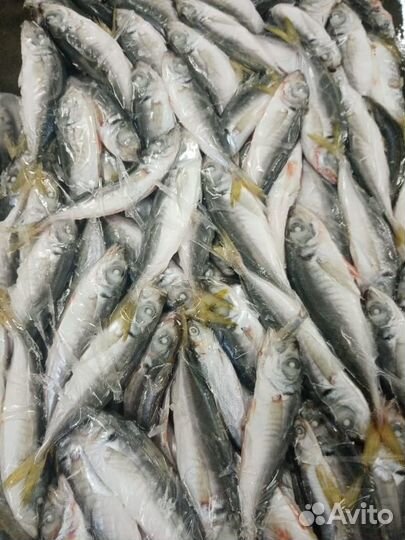 Камбала (калкан)