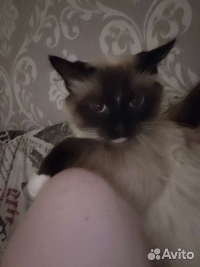 Сиамский котик