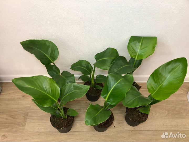 Стрелиция Николая