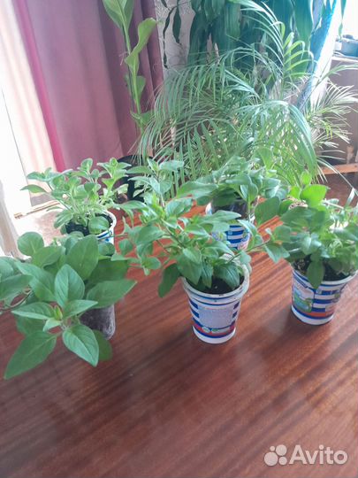 Растения для сада