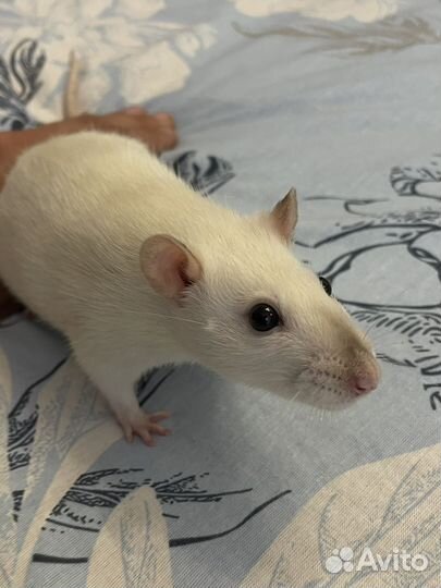 Крысы Дамбо Бесплатно