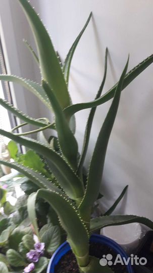 Алоэ лечебный (столетник)