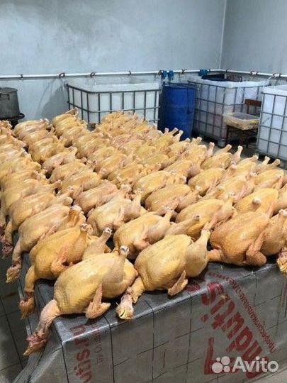 Куры оптом халяль