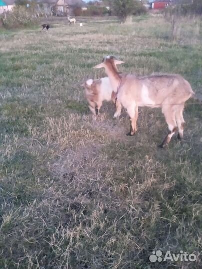 Козлята