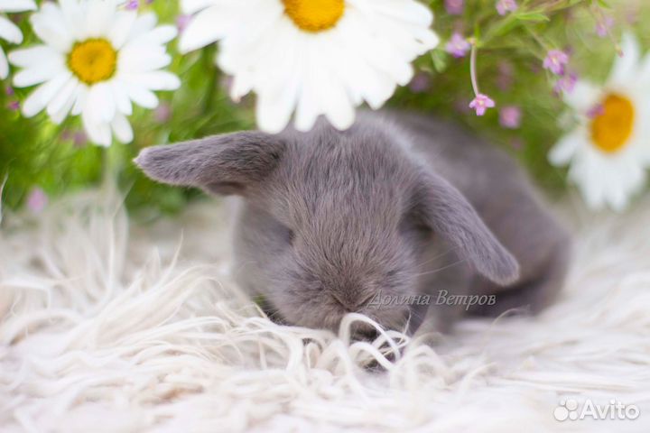 Декоративный кролик вислоухий лиловый мальчик
