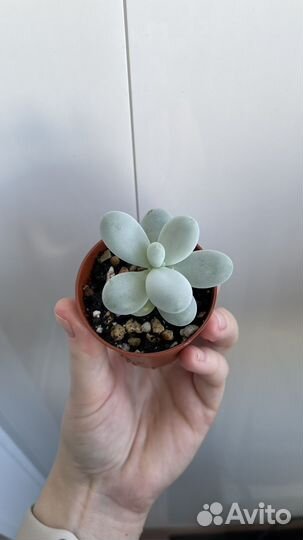 Суккуленты Пахифитум Овиферум