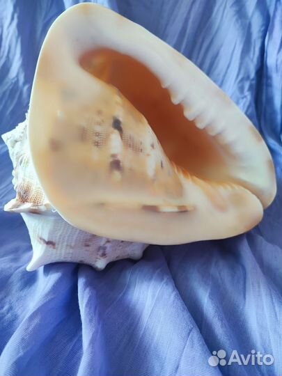 Ракушка морская большая