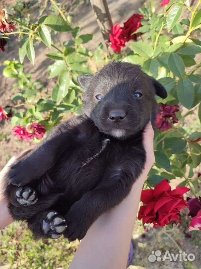 Щенки Лабрадора