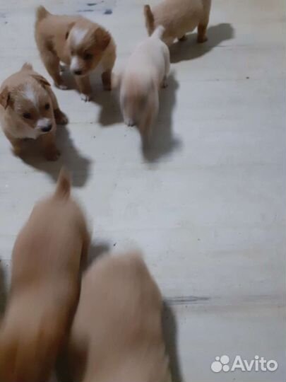 Собаки щенки