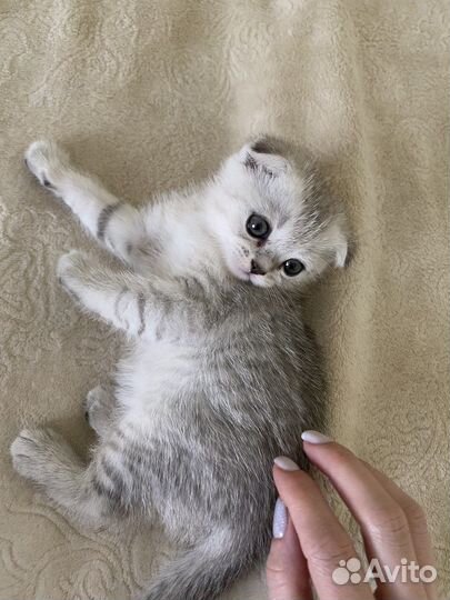 Шотландский кот на вязку