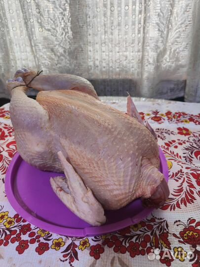 Мясо бройлера