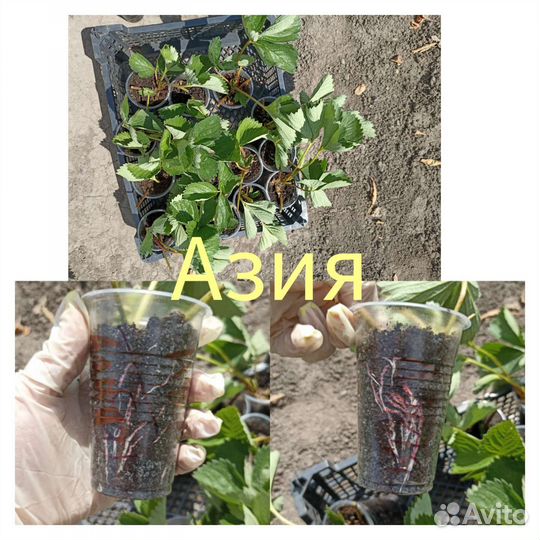 Рассада клубники усы