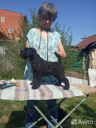 Керри блю терьер