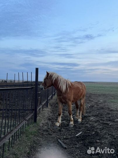 Жеребчик 1,5 г. Полутяж