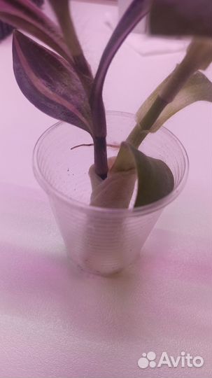 Растения традесканция