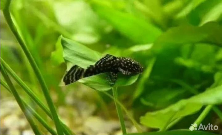 Сомики анциструсы