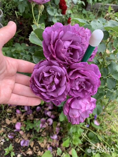 Многолетние и хвойные растения