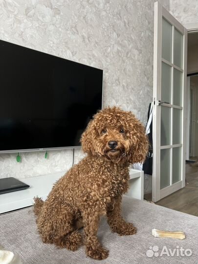 Вязка собак той пудель