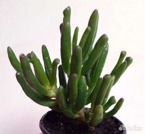 Толстянка хоббит