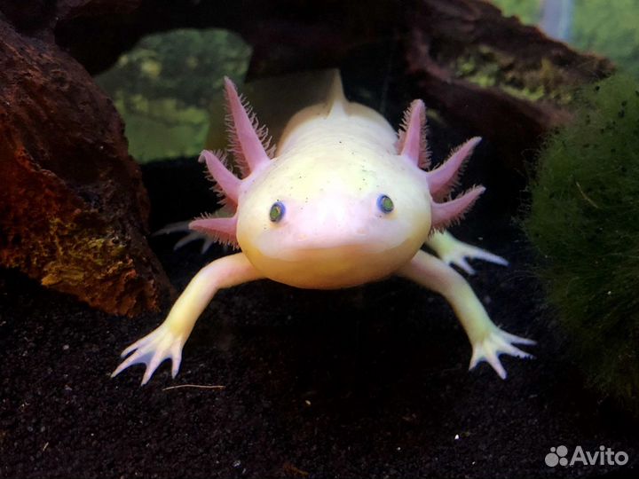 Дракончики