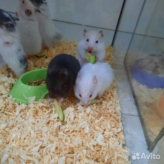 Хомяки джунгарские, сирийские