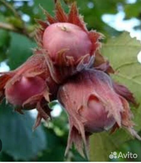 Саженцы фундука