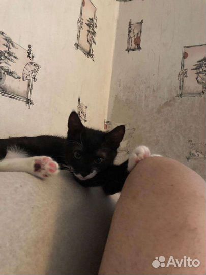 Котенок Маркиз в дар