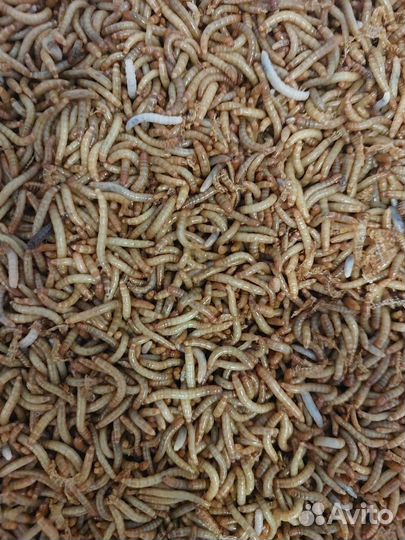 Зофобас, сверчок, саранча, бражник, мучник