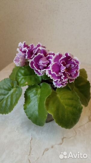 Листы на срез сортовых фиалок