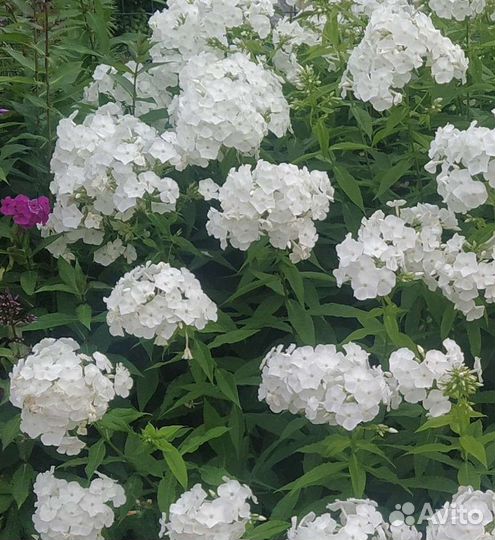 Флоксы. Предзаказ для осенней посадки