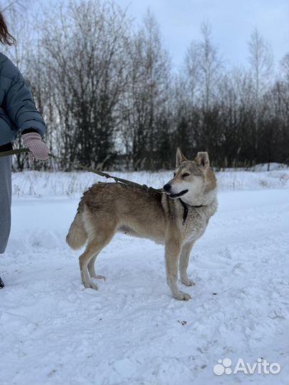 Собачка Багира ищет дом