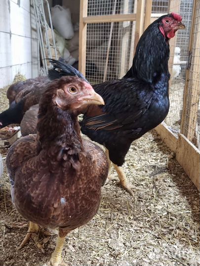 Куры корниш