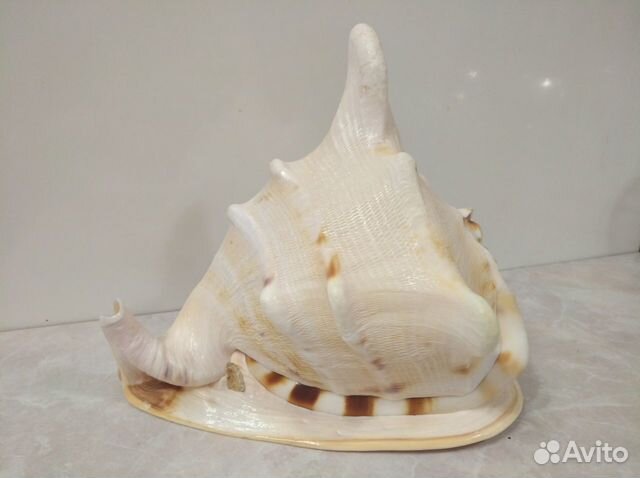 Большая морская раковина