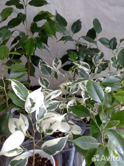 Комнатные растения цветы